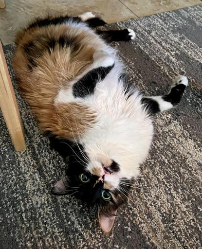Eine superniedliche weisse Katze mit schwarzen und braunen Flecken hat sich auf die Seite gelegt und Miaut in die Kanera.