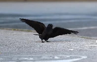 Poll: Vancouverites are pro-crow