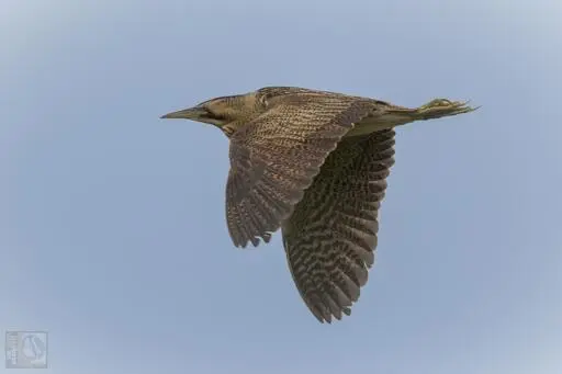 A Eurasian Bittern in mid-flight against a clear blue sky, showing its broad, rounded wings and cryptic brown-and-buff plumage pattern