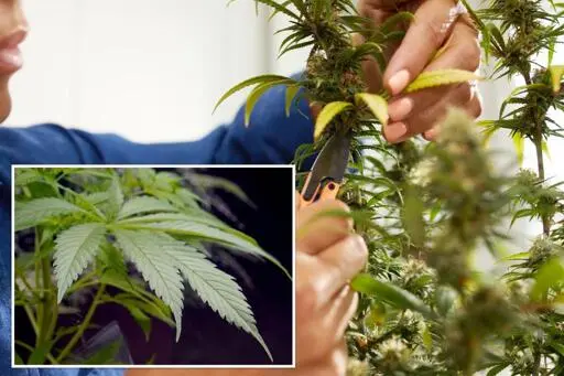 NY unveils first rules for growing marijuana at home: How you can cultivate cannabis