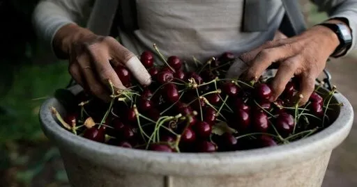 Washington cherry growers struggle to find pickers