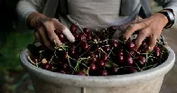 Washington cherry growers struggle to find pickers