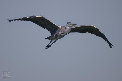 heron in flight