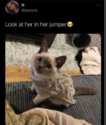 Dawwww