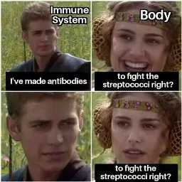 A four-panel meme based on a scene from Star Wars: Episode II – Attack of the Clones. The top-left panel shows a headshot of Anakin Skywalker with the label "Immune System." The top-right panel shows Padmé Amidala smiling with the label "Body." In the bottom-left panel, Anakin looks at Padmé with a serious expression, and in the bottom-right panel, Padmé looks back with a worried and confused expression. The captions at the bottom of each panel read as follows: Top-left: "I've made antibodies"; Top-right: "to fight the streptococci right?"; Bottom-left: (no caption); Bottom-right: "to fight the streptococci right?".