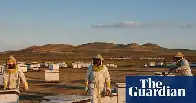 ‘Could become a death spiral’: scientists discover what’s driving record die-offs of US honeybees