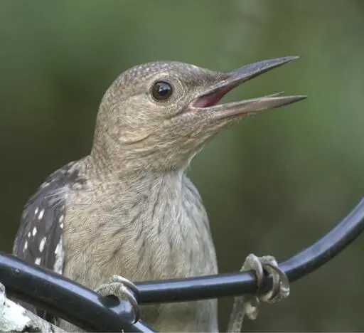 A gray bird with an open beak is perched in a sort of "chin up" posture wthat makes it look like birb is griping about something while just casually doing a few chin ups. THis is my fledgling Red-bellied Woodpecker that has been hanging around the yard. Photo by Peachfront. July 8, 2025.
