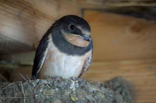 Barn Swallow