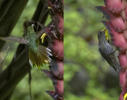 Two photos. The one on the left is extremely noisy because shot in a dark area on an overcast early morning but if you look, you can see a sicklebill hummingbird approaching a heliconia flower and maybe you can see the extreme arch of the bill. The one on the right is technically better but this bright-eyed sicklebill has the bill wedged so deeply into the heliconia flower that you can't see the namesake bill at all, only the sparkle of mischief in this frustrating subject's eye. Canopy Lodge, Panama. Photo by Peachfront. April 2025. 