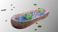 Certain species of microbe found in the human gut can absorb PFAS