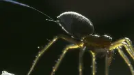 TIL Earth's electric field can make spiders propel into the air and fly across entire oceans