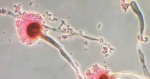 Fungal infections are getting harder to treat