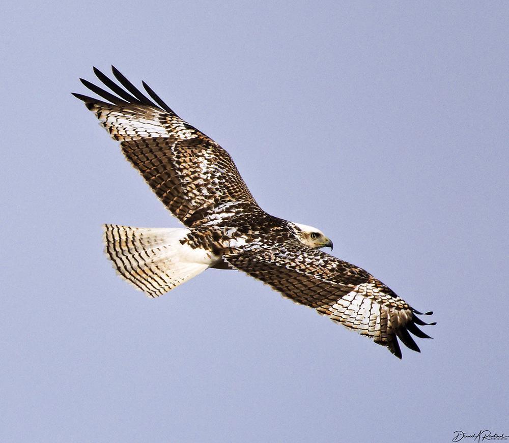 Hawk with white-speckled dark wings, white tail with faint barring, white head and white outer wing panels, soaring against a pale blue sky