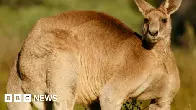 Just Australian things: Kangaroo tries to drown man in flood waters