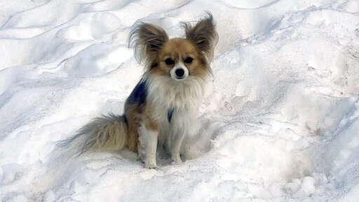 A pacing Chihuahua helps Swiss rescuers find a man who fell into a glacier