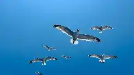 How to migrate from Twitter to Bluesky without losing your followers