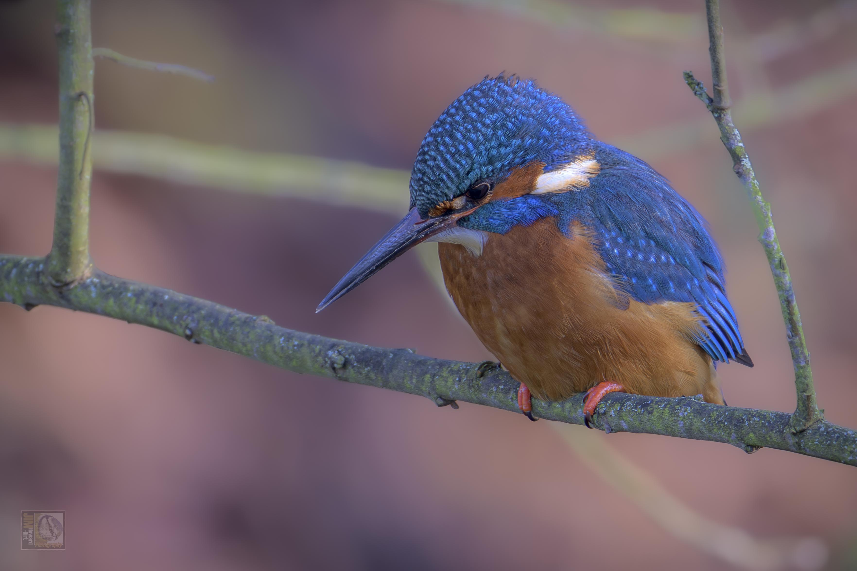 A small blue, orange and white bird with a dark pointing bill perched on a leafless branch