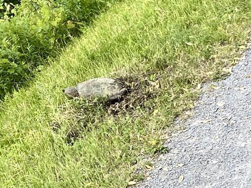 turtle laying eggs