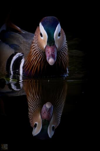 A reflection of a duck in a lake