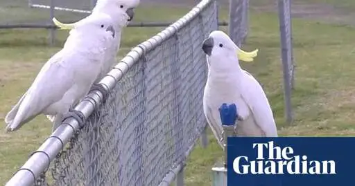 Cockatoos start sipping from Sydney’s drinking fountains after mastering series of complex moves
