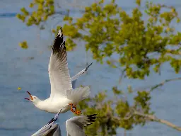 A daring show of acrobatics!