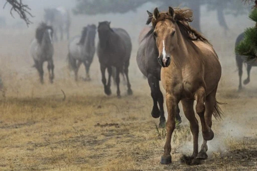 Horses were running between Asia, North America 50,000 years ago: study