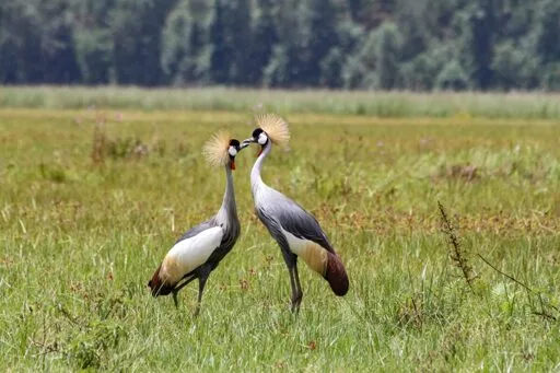 Rwanda’s crowned cranes make a remarkable comeback