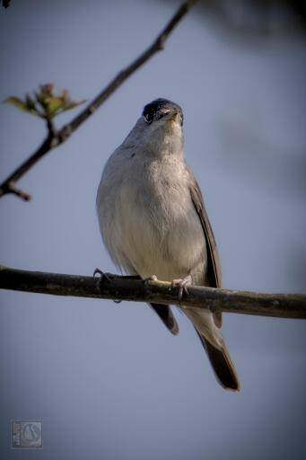 a white bird with a black cap
