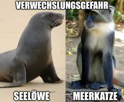 Meme mit der Bildüberschrift "Verwechslungsgefahr". Darauf sind zwei Tiere zu sehen, ein Seelöwe und eine Meerkatze. Ein Seelöwe sieht aus wie eine Robbe, eine Meerkatze hingegen ist ein Affe.