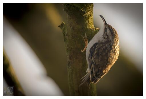 A small bird that climbs trees