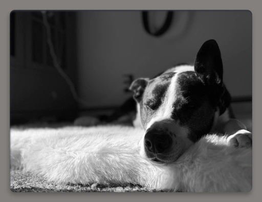 Black and white dog sleeping on his white furry bed. The sun catching the left side of his face 