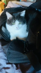 A black and white cat is resting inside a black bag on a bed. The cat has striking green eyes and a relaxed demeanor.