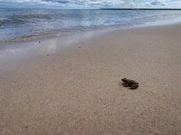 Photo d'un crapaud sur une plage d'Elk Island Provincial Park, contemplant la mer