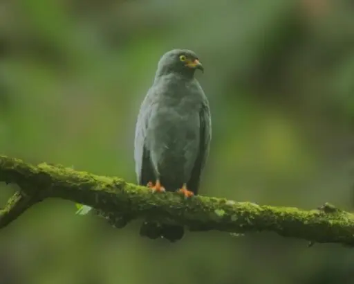 A rather annoyed looking little kite sits on a mossy branch in a blurred-out green forest. The perky yellow eye, orange feet, and especially long decurved bill + the slate feathers with no visible white tells us that we have met the Slender-billed Kite.  Darien, Panama. Samsung Galaxy S24 ultra  Phone Photo by Peachfront (with some help from guide & his scope) 