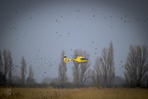 A yellow helicopter disturbing the birds 