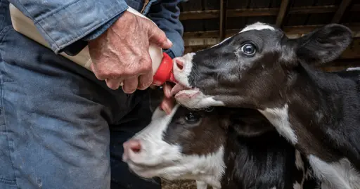New York Bill Aims to Ban New Mega-Dairies