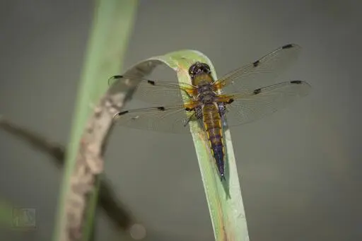 a gold and black dragonfly perched on a reed