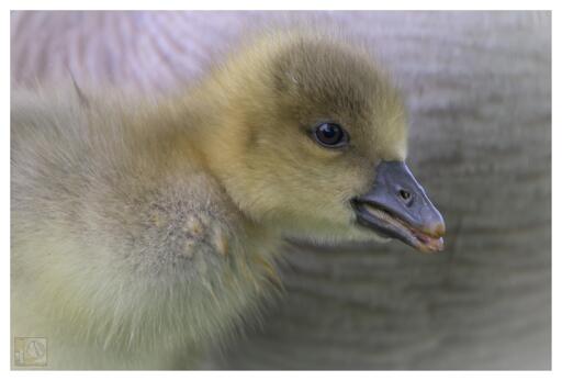 A Graylag Gosling 