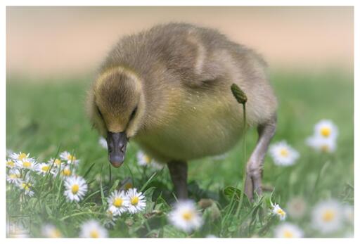 A Gosling among the daisies