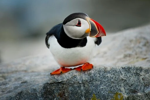EXPERT REACTION: UN report on migratory species shows shocking state of wildlife