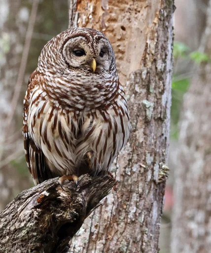Research uncovers how barred owls interact with urban areas and why it matters