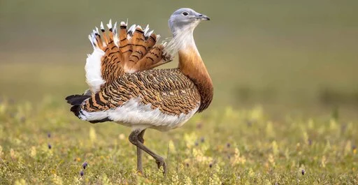 Ancient humans ritually feasted on great bustards as they buried their dead | Natural History Museum