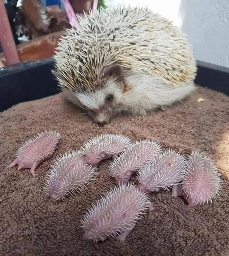 Photo d’un hérisson avec ses sept bébés, tout roses et couverts d’épines molles.