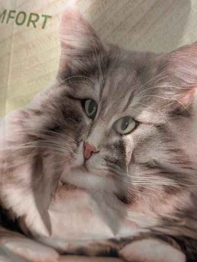 Eine Packung Katzenstreu, bei der ein Knick in der Tüte eine Pespektivverzerrung hervorruft 