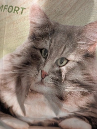 Eine Packung Katzenstreu, bei der ein Knick in der Tüte eine Pespektivverzerrung hervorruft 