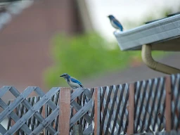 Two blue jay's one sitting on the fence and the other in the background out of focus sitting on the roof