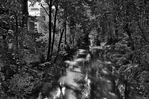 Monochrome daylight photo.
A sneak peek into the secret life of the chlorophyll arteries under the city's skin.