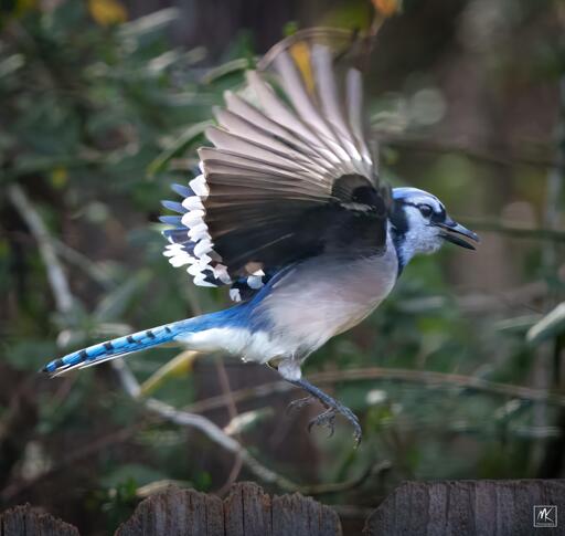 Ein Blauhaeher im Flug.