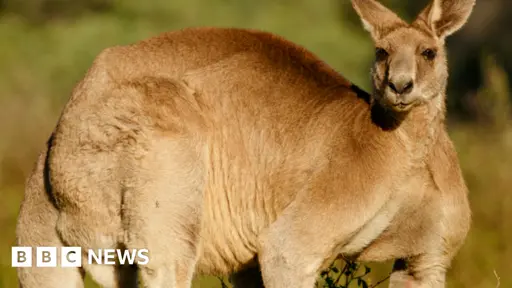 Port Macquarie: Kangaroo 'tries to drown' man in Australia floodwaters