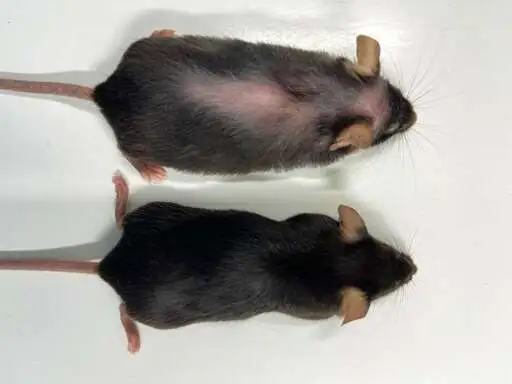 A simple monthly injection allows mice to live 25% longer and free from diseases